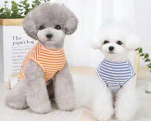 dog summer outfits