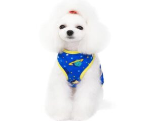 dog summer clothes