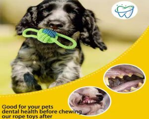 durable dog chew toy