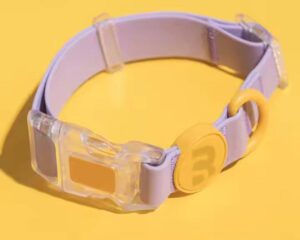 dog leash and collar set