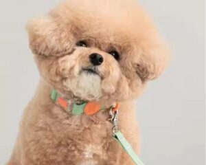dog leash and collar set