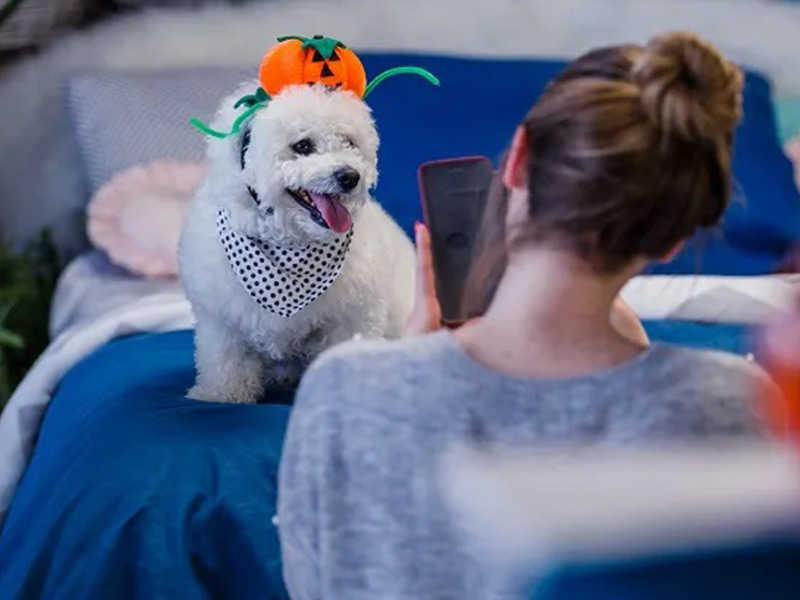 dog colthes, Dog clothing bulk wholesalers