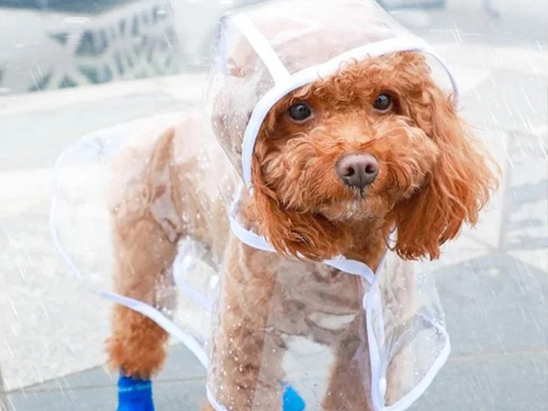 dog colthes, Dog clothing bulk wholesalers
