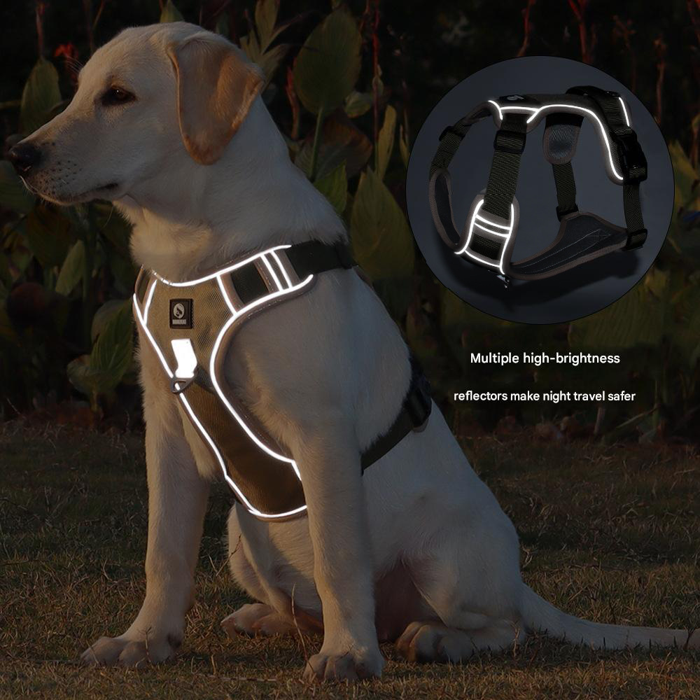 pet leash