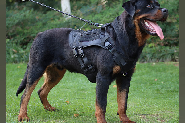 dog tactical vest harness, dog military harness