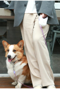 retractable dog leashes
