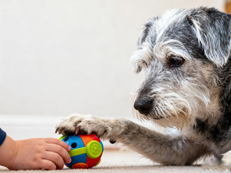 squeaking dog toys, puppies and squeaks, squeaking toys for dogs, squeaker sound for dogs, squeaking toy dog, sound toys for dogs, are squeaky toys bad for dogs