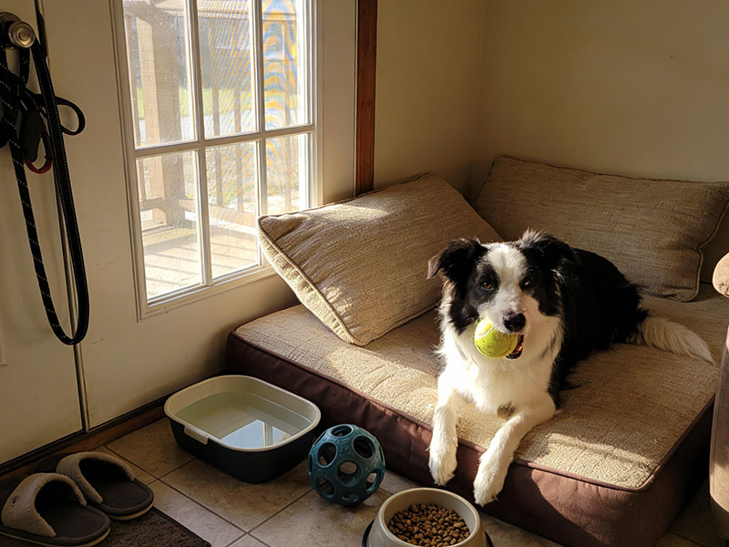 does weather affect dog behavior, hot weather and dogs behavior, cold weather protection for dogs, dog cooling coat, cold weather apparel for dogs, dog cooling coat supplier​