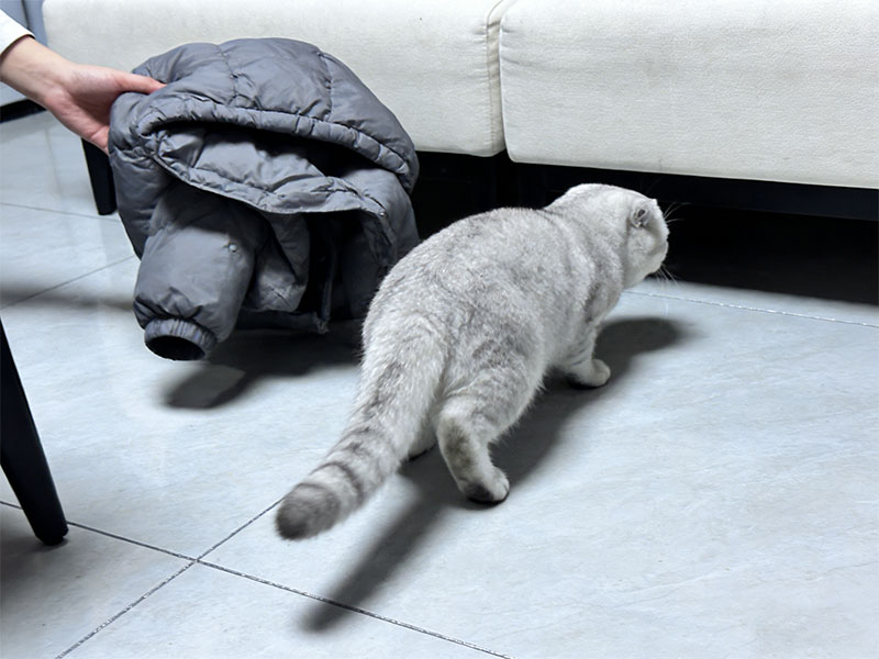 do indoor cats feel cold, winter products for your cat, cat bed manufacturers