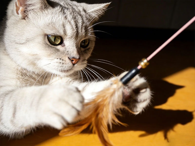 wholesale cat products, cat product manufacturers,cat food suppliers, wholesale cat toys, deshedding tools for cats, cat water fountain supplier, cat scratcher manufacturers